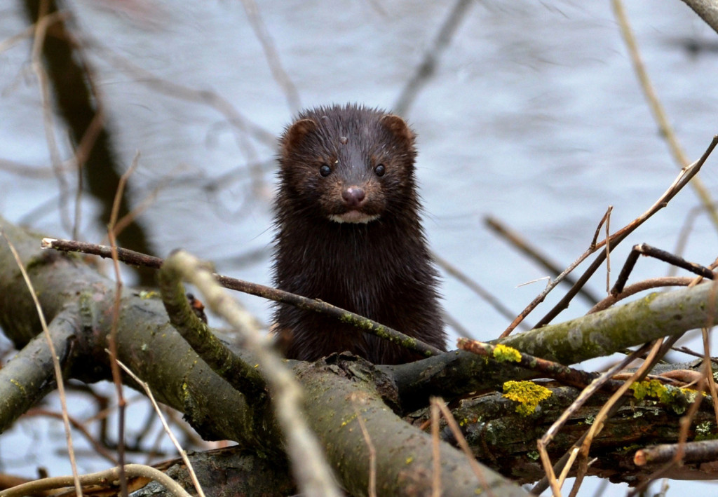 Минприроды предлагает обсудить проект постановления о преобразовании республиканского заказника «Споровский»