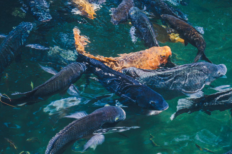 Обсуждается проект Закона об аквакультуре на Правовом форуме Беларуси. Ждем ваших предложений!