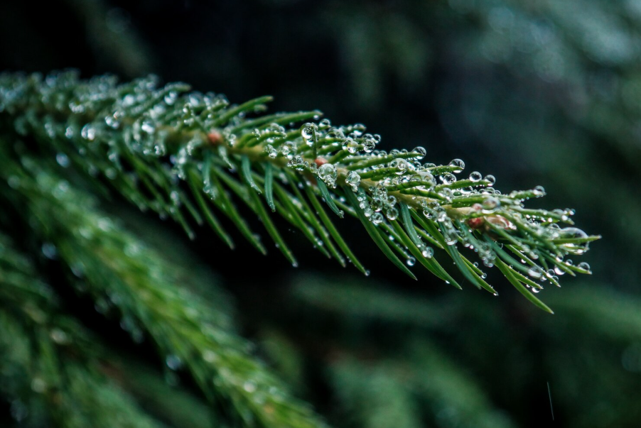 Минприроды предлагает обсудить проект постановления о преобразовании памятника природы республиканского значения сосны черные «Смиловичские»